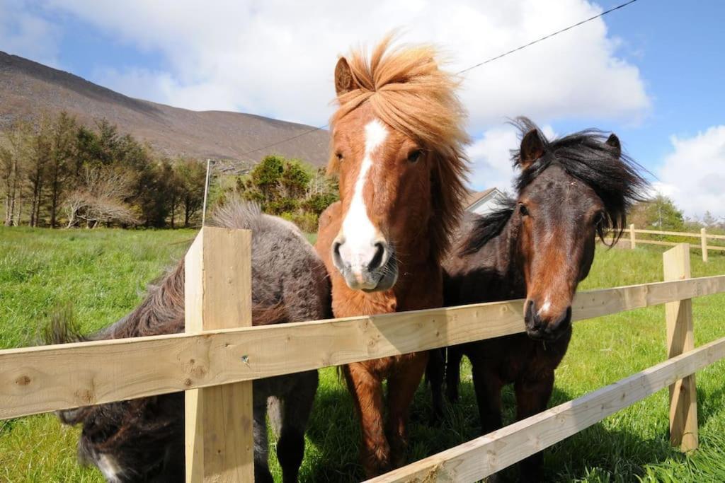 Cottage Skelligs Coast, Ring Of Kerry كاهيرسيفين المظهر الخارجي الصورة